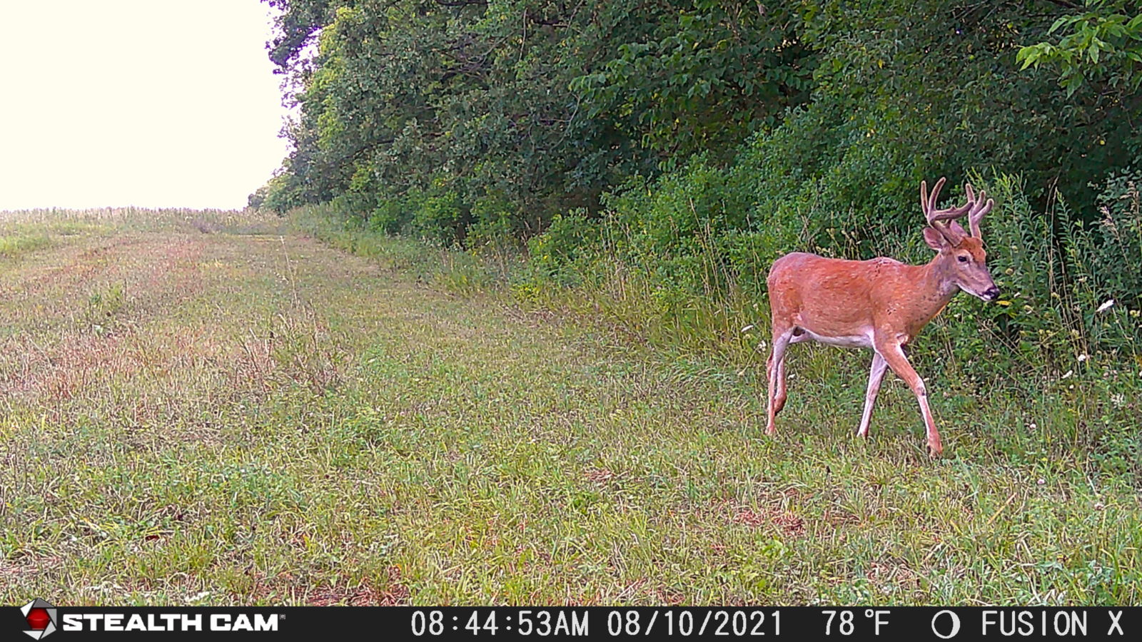 fusionx stealth cam