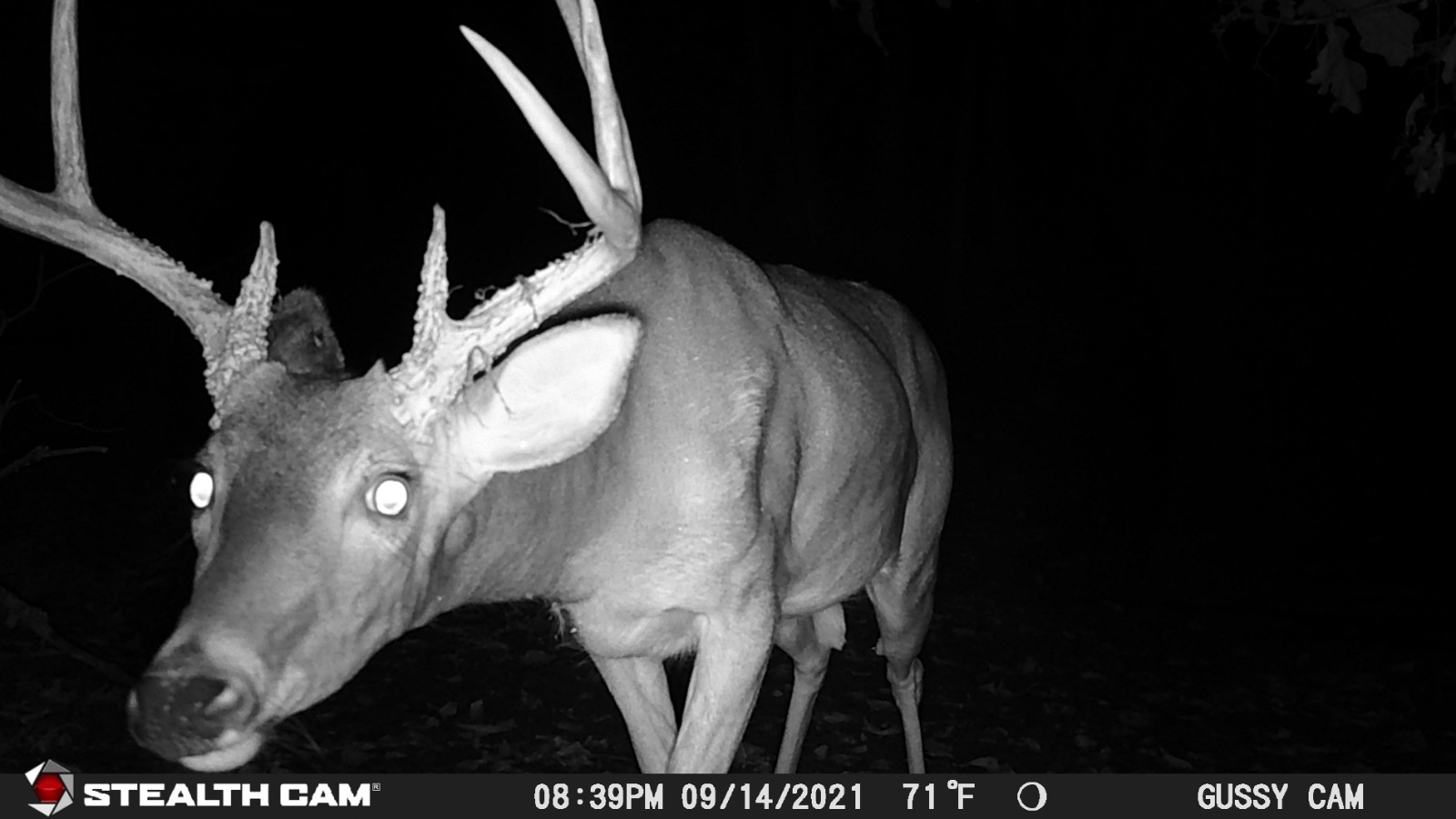 stealth cam gmax 32