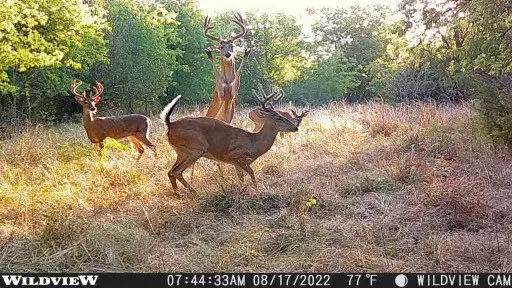 wildview deer camera