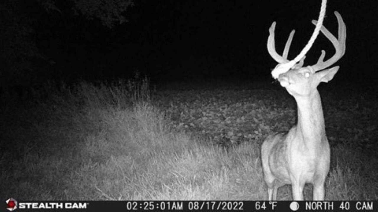 deer cam scouting camera