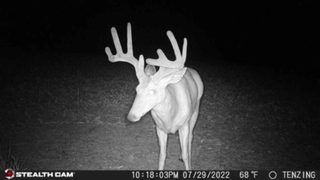 20mp trail camera