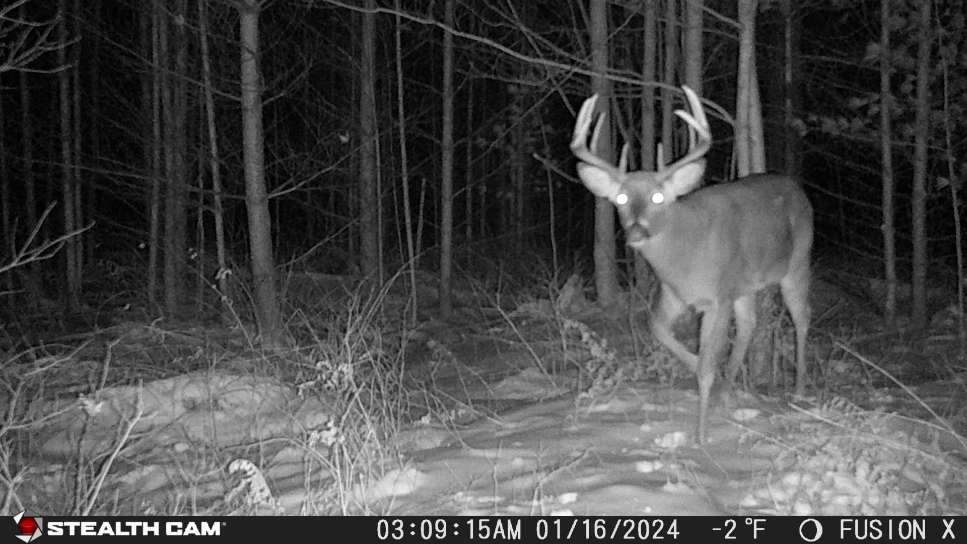 Deer cam store by stealth cam , fusion x